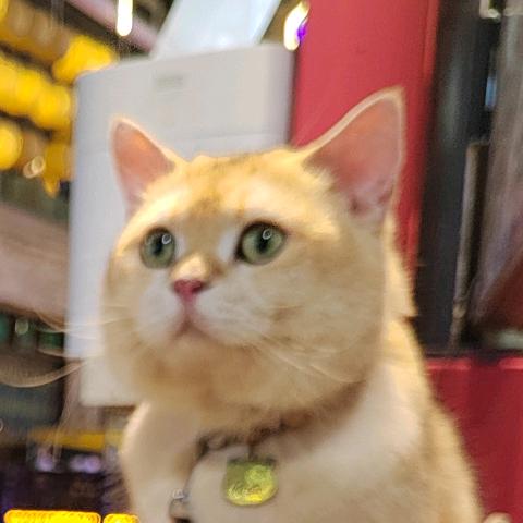 猫了个咪小鱼干