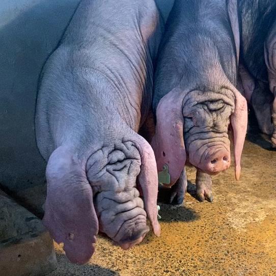 重庆种猪繁育基地