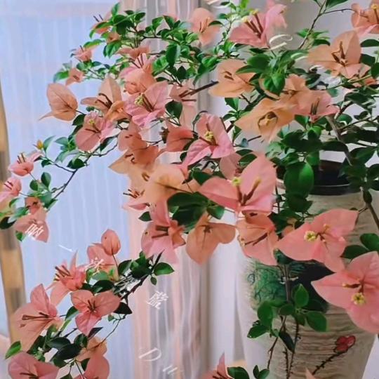 红梅利坊