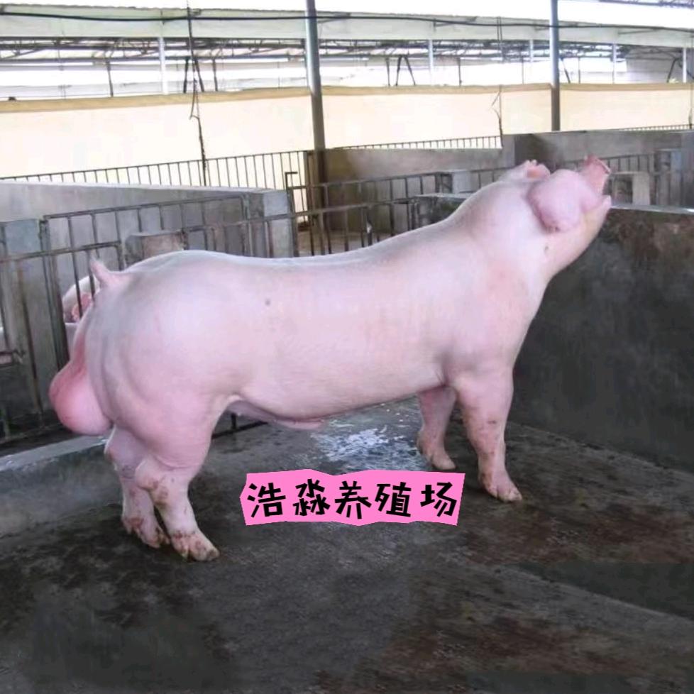 新城浩淼养殖场