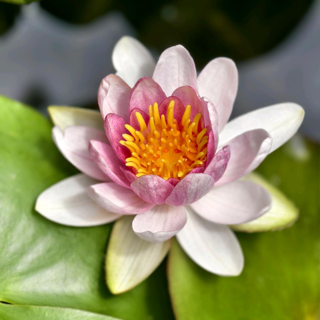 奶茶加冰不加糖