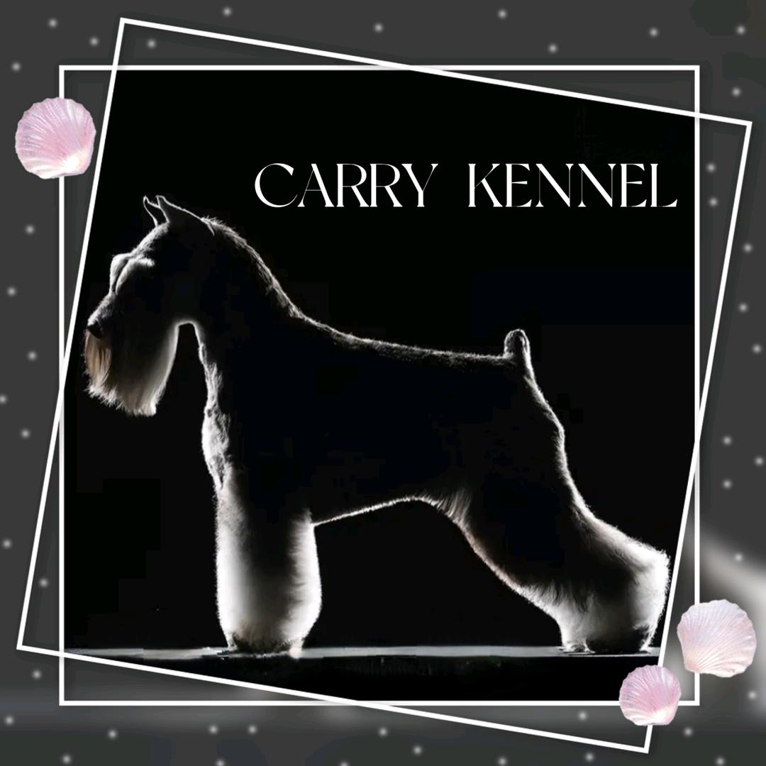 CKU@郑州恺瑞犬舍(赛级迷你雪纳瑞)