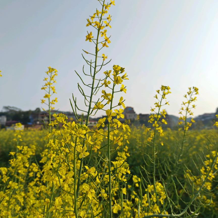 花开富贵，锦绣家园