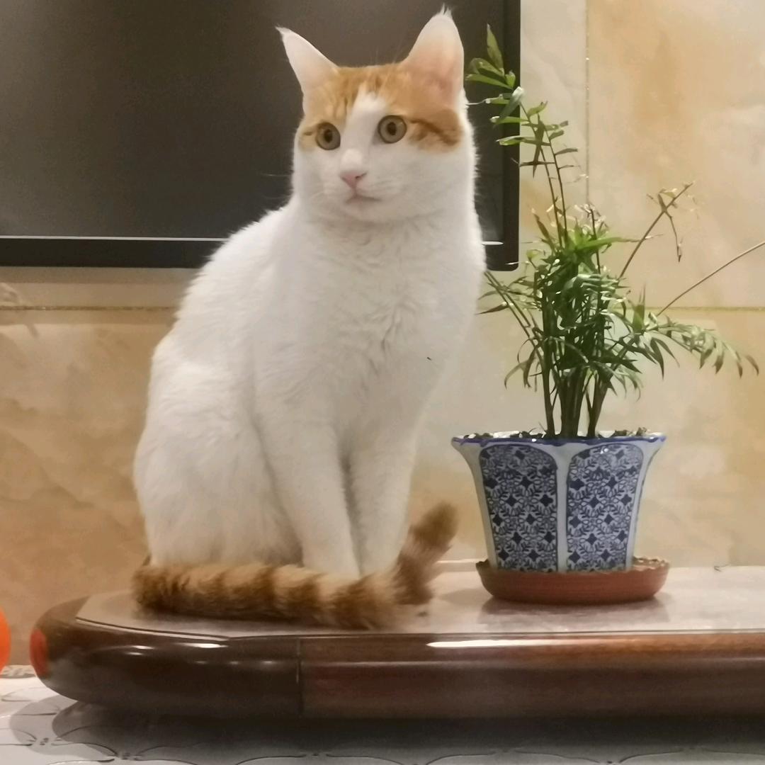 碧竹先生