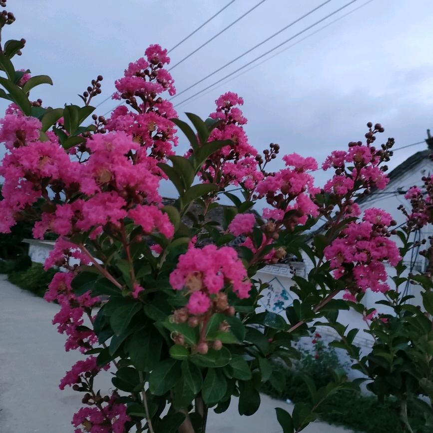 幸福的女人
