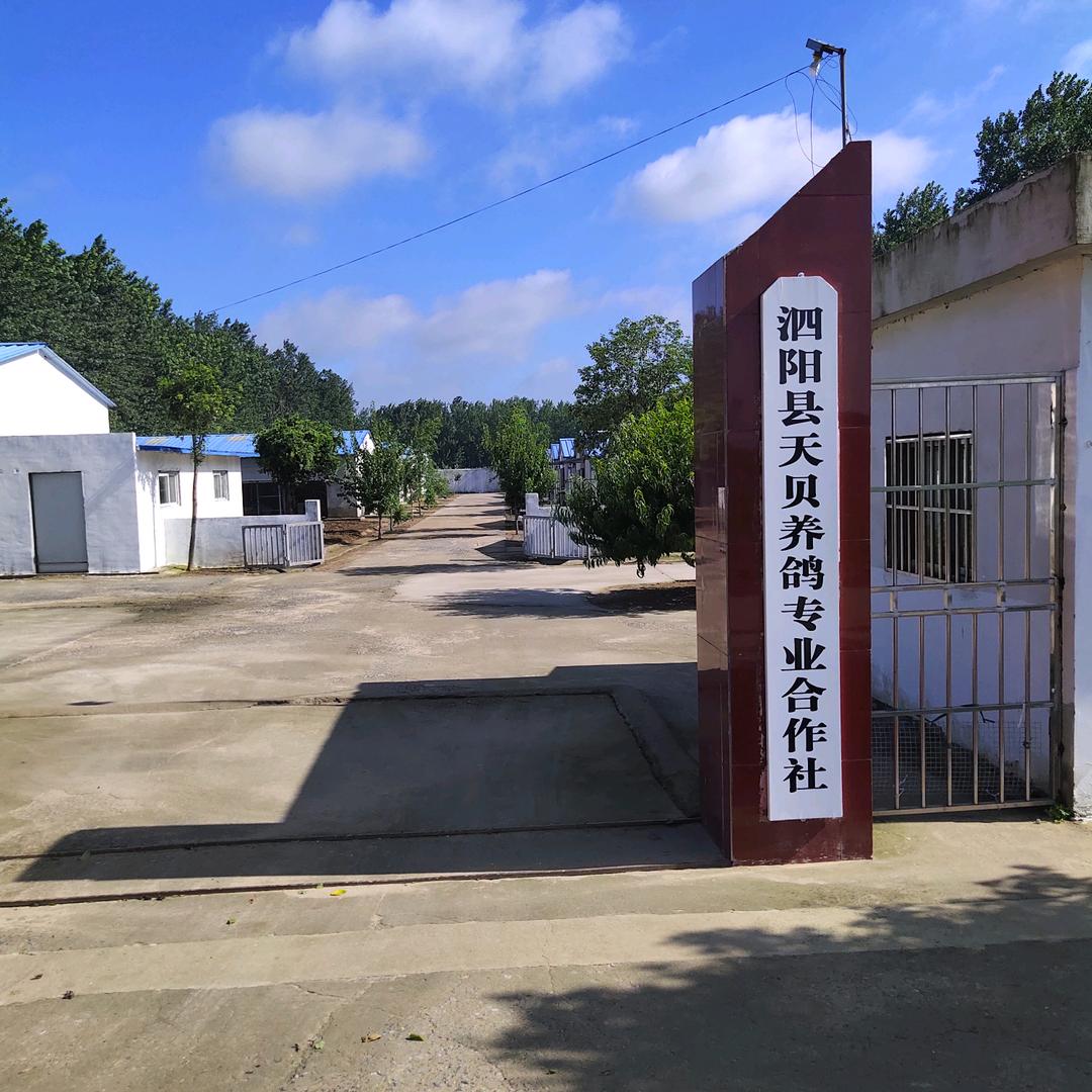 天贝合作社