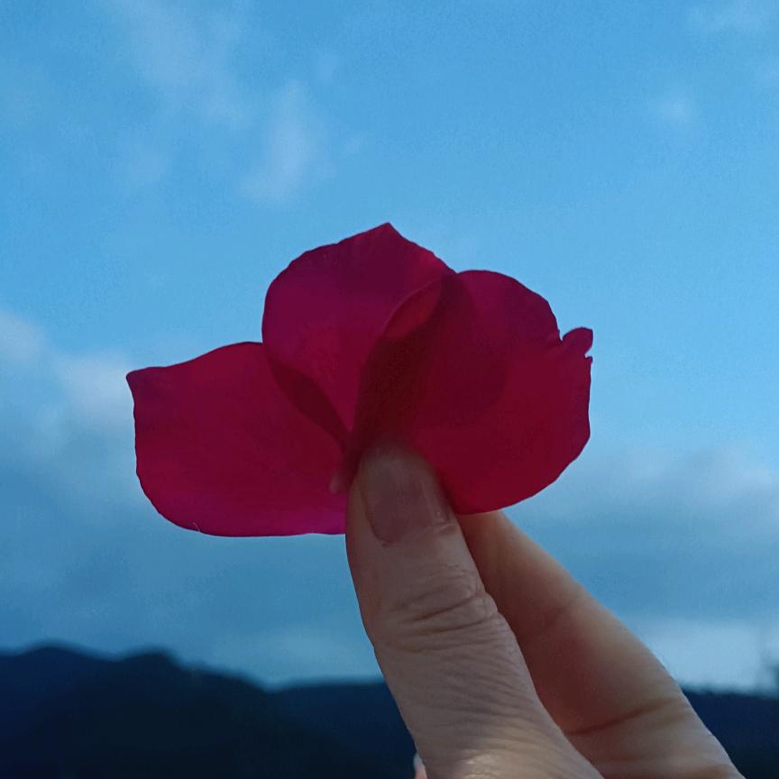 四叶草