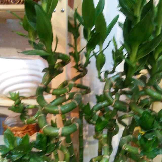 欧欧欧的的的利