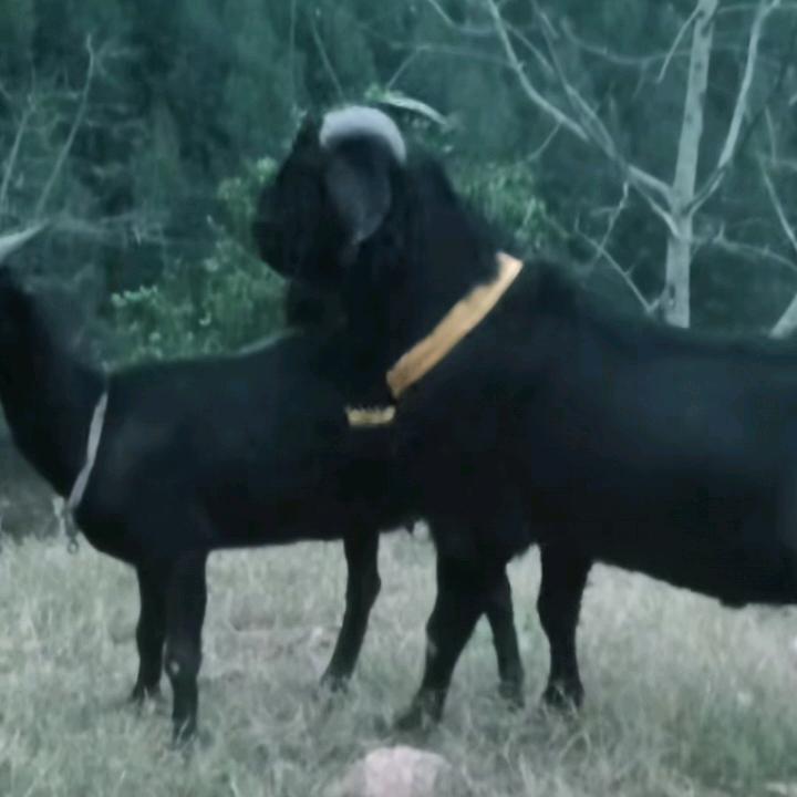 荣县黑山羊养殖