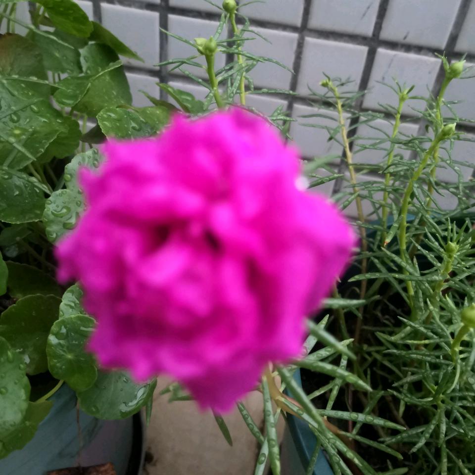 rose婧