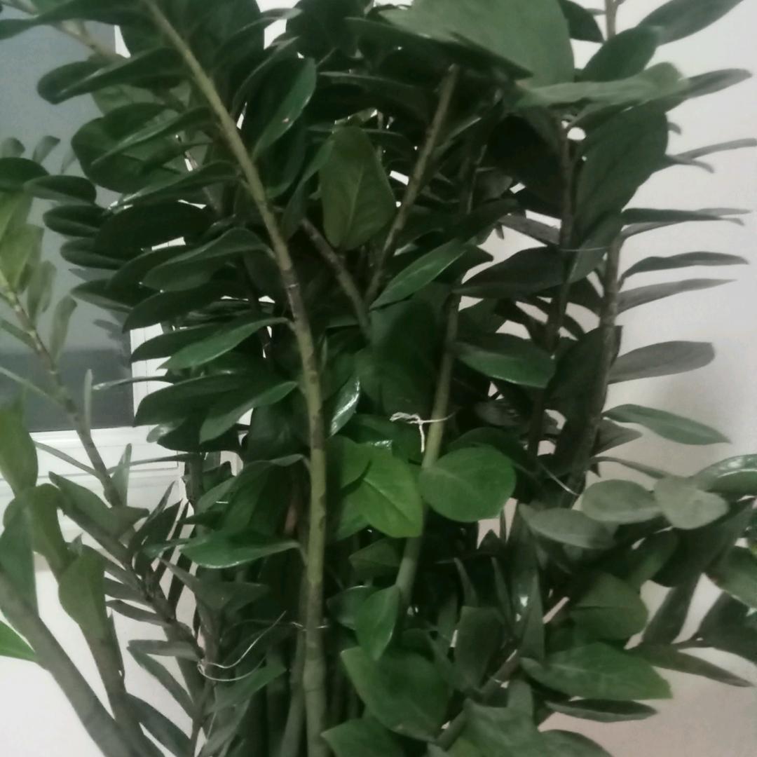 青青草