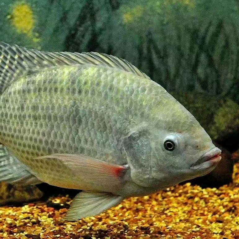 唐潮