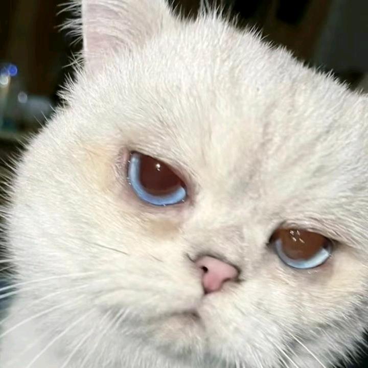 牙刷（斗罗大陆猎魂世界）