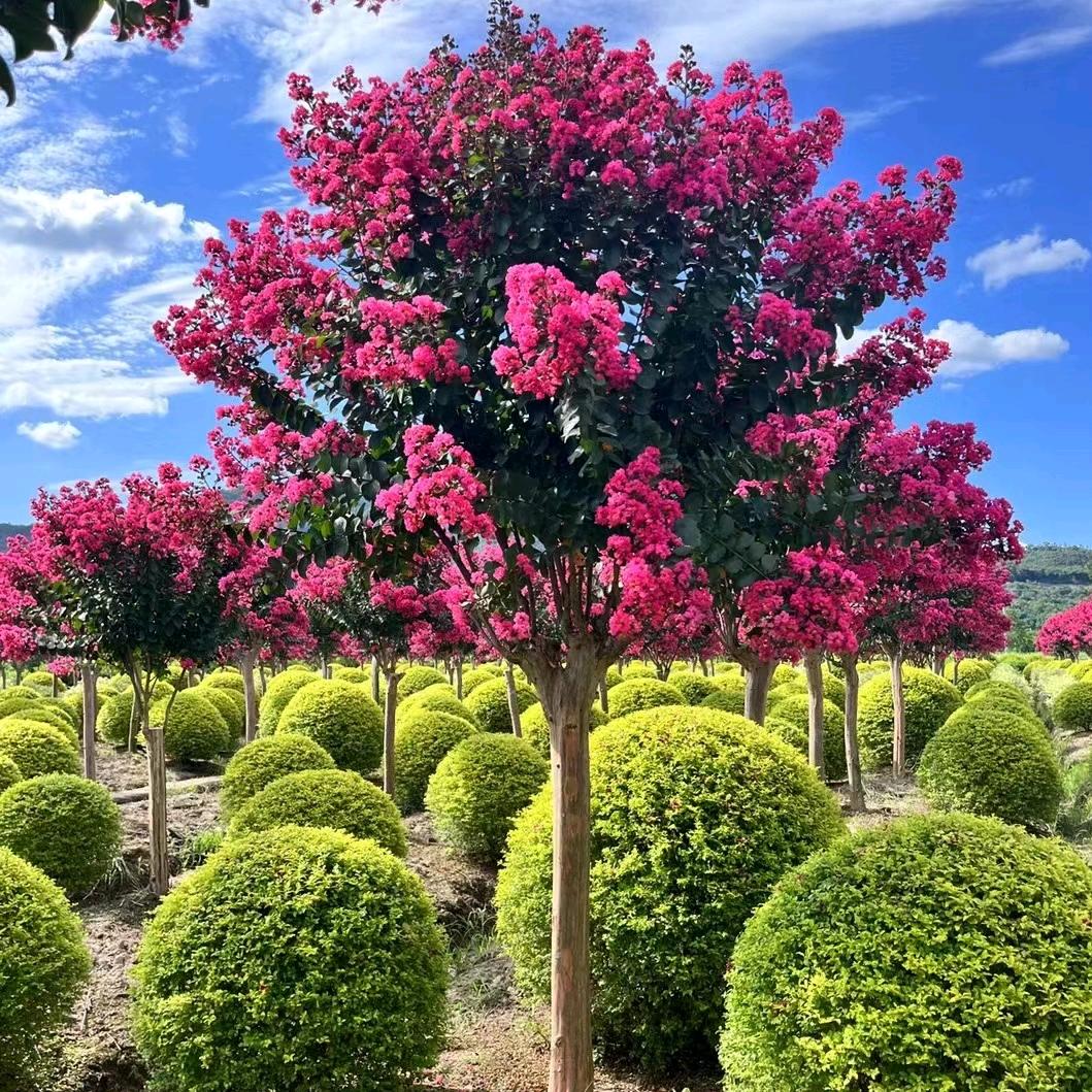 天府蜀州花卉基地