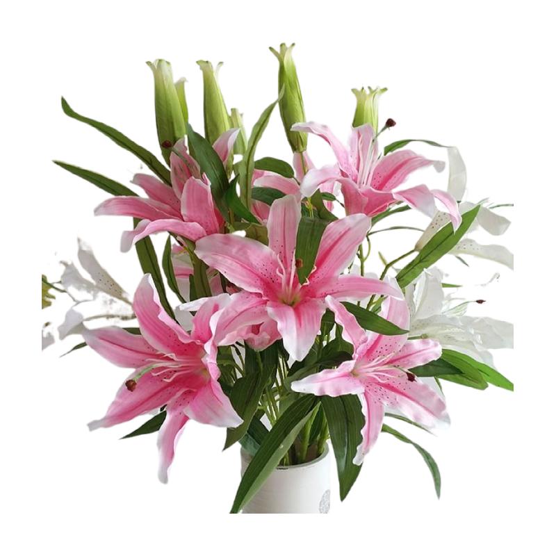 小鲍姐🌹早8.00-晚8:00直播