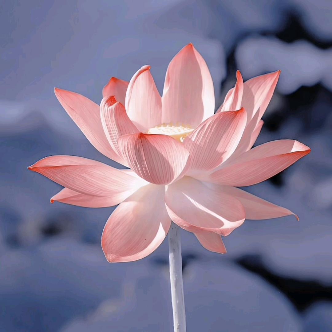 快乐每一天61781