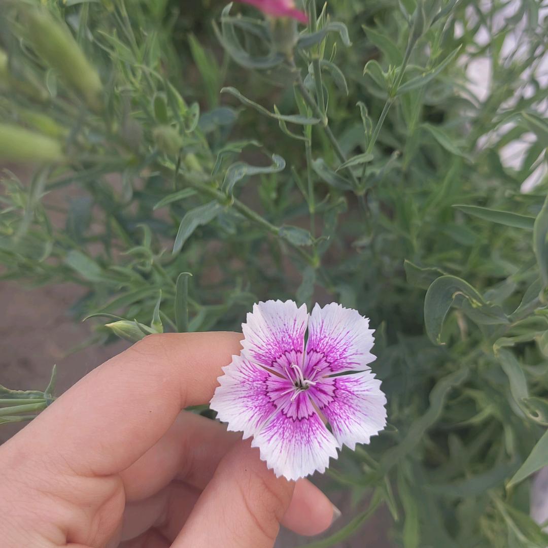 阳阳爱水果