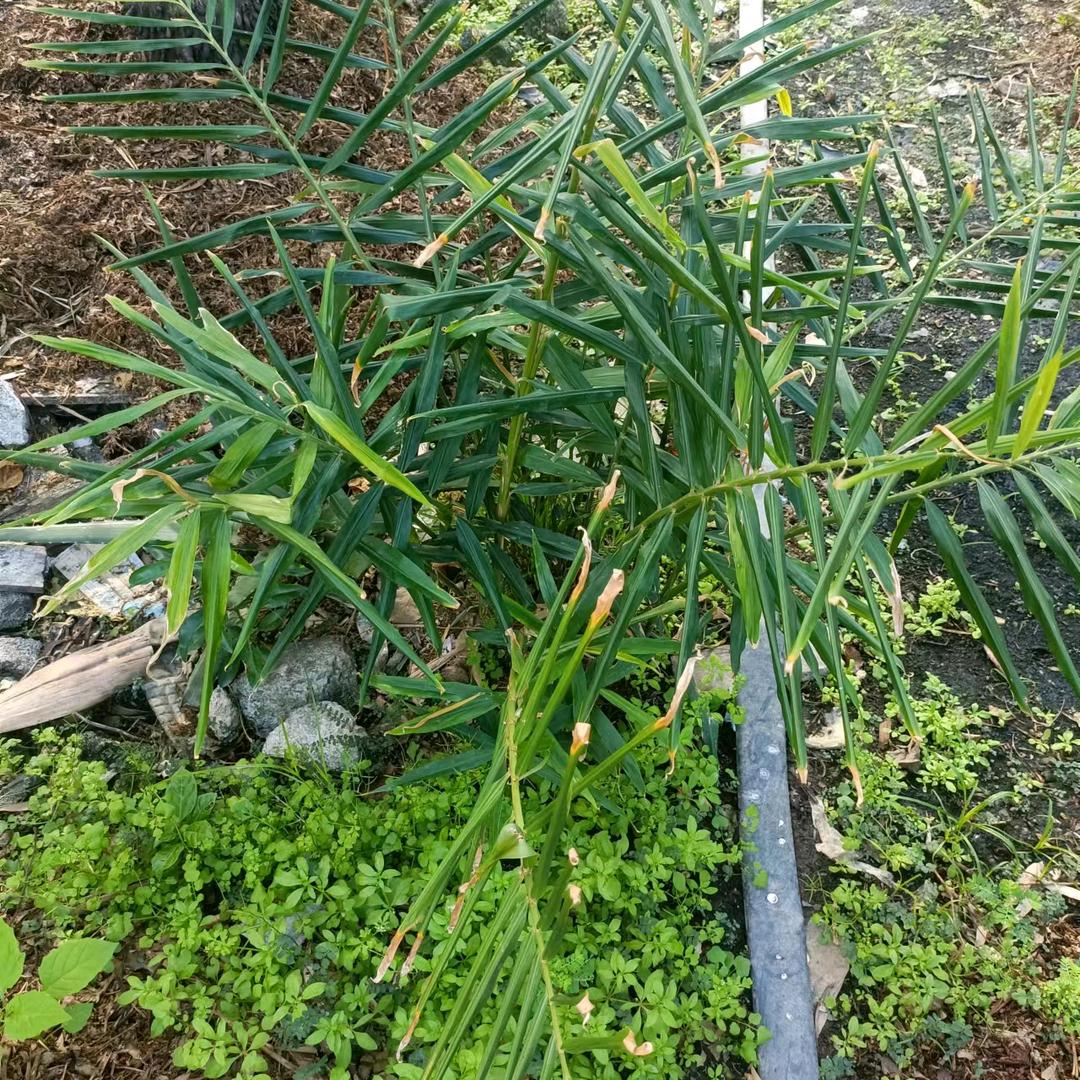 小趴菜，