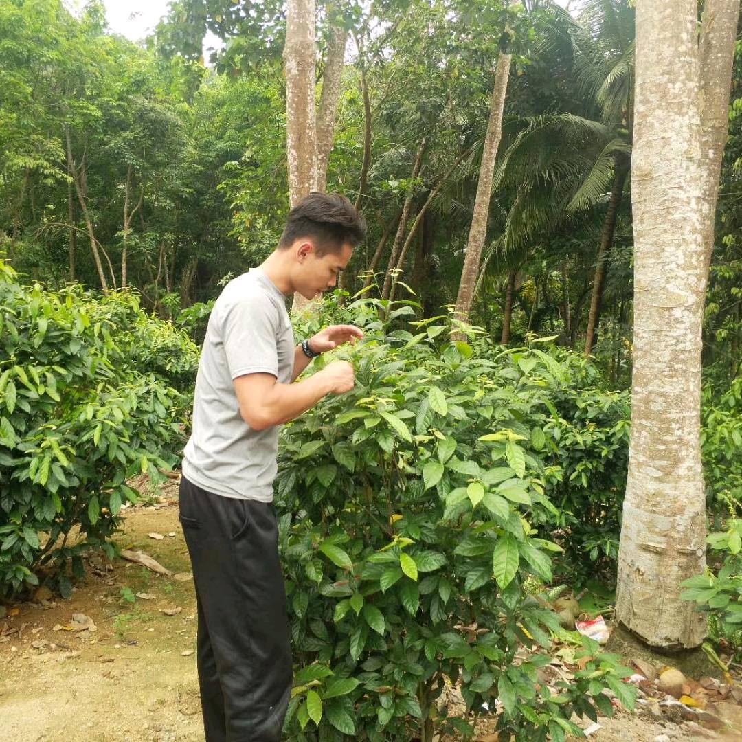海南鹧鸪茶阿标