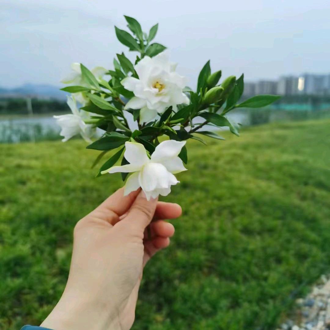 知 否