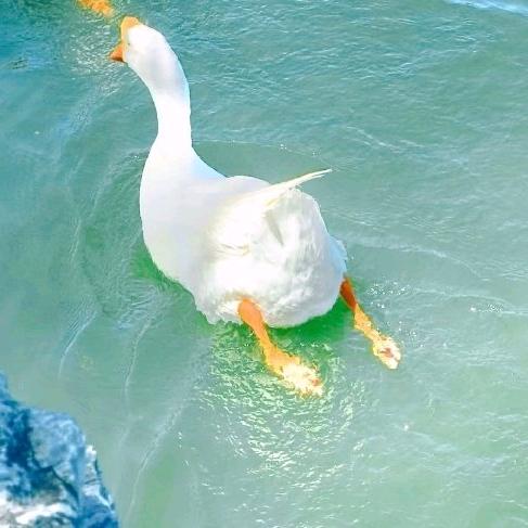 禮樂 yue【大胖子】