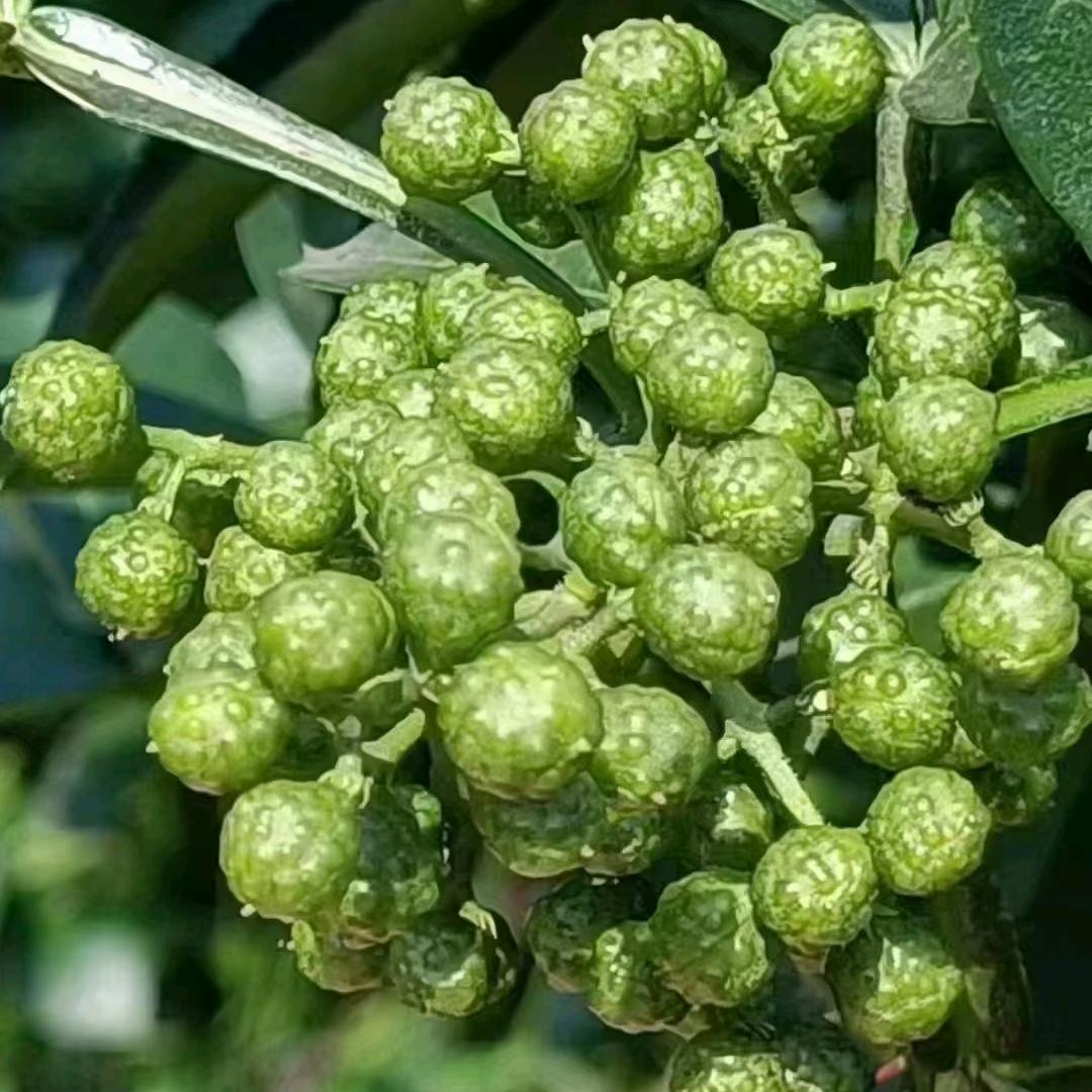 重庆江津九叶青保鲜花椒