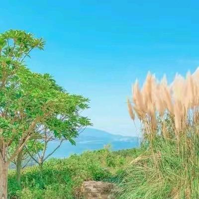 早茶月光