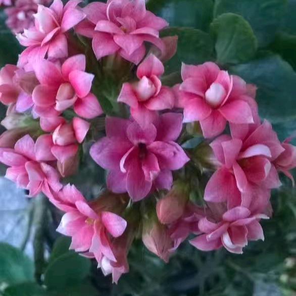 阳光玫瑰🌹