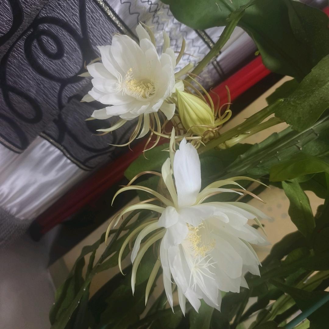 内蒙退休瑞姐