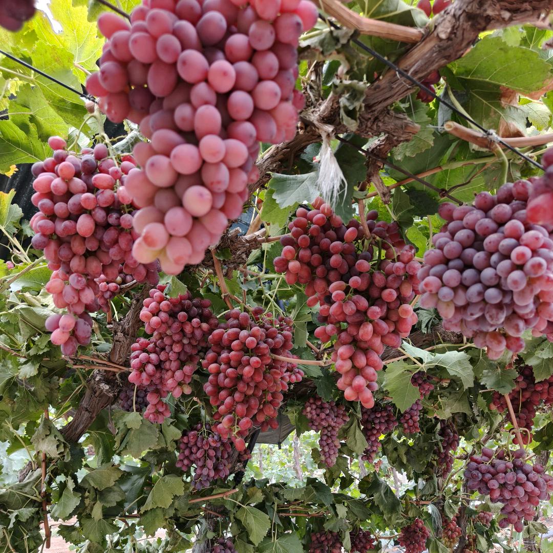 大凉山无籽葡萄明天到
