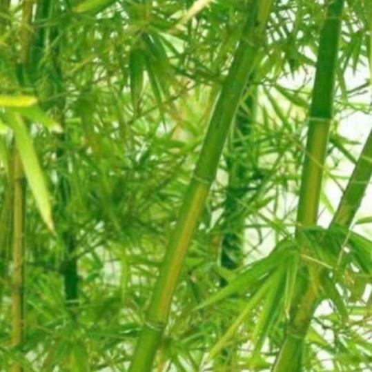 钱是！通行征