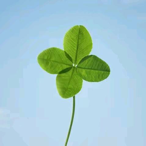 🍀浅笑安然🍀