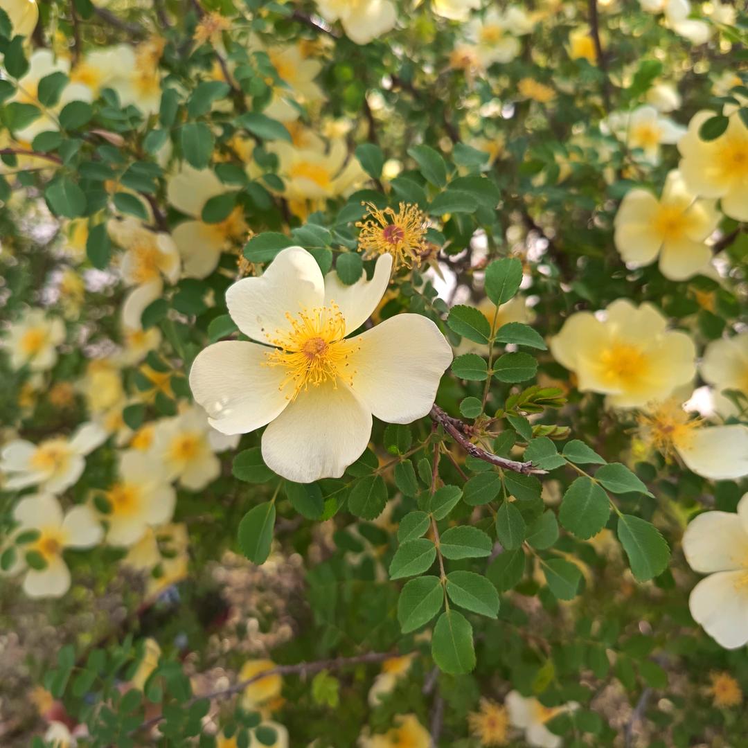 桃之夭夭，灼灼其华!