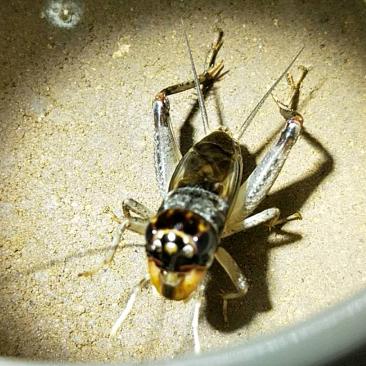 爰虫人（烧饼铺子)