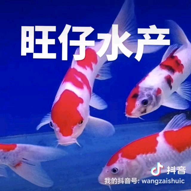 旺仔水产