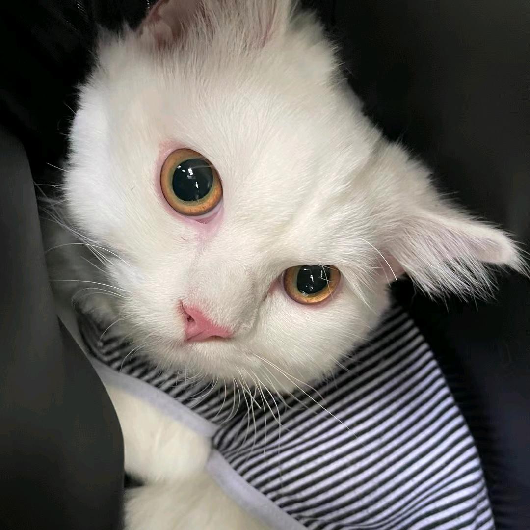 小屁"