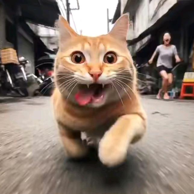 大馋猫