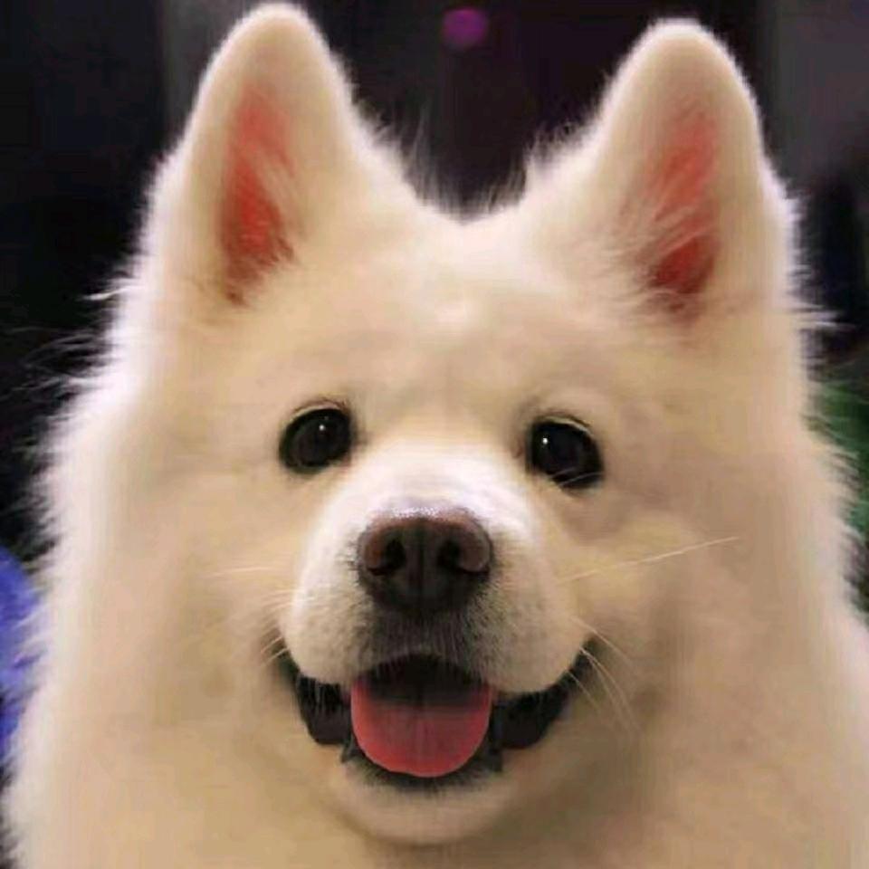 狗勾（恩师泺泺）