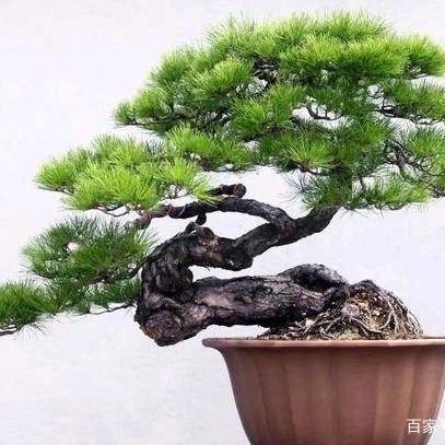 简单人生