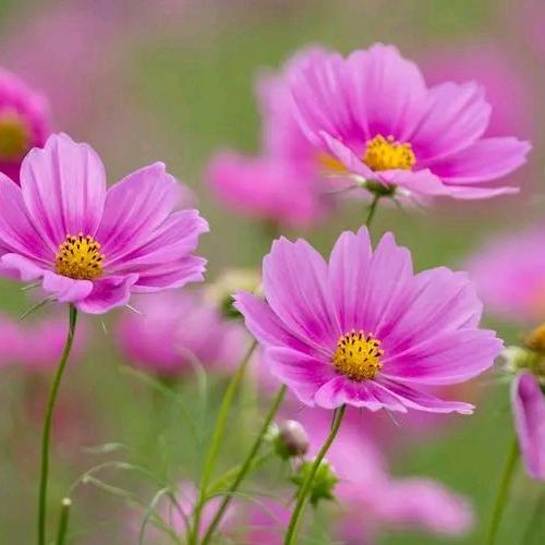 zsf繁花_