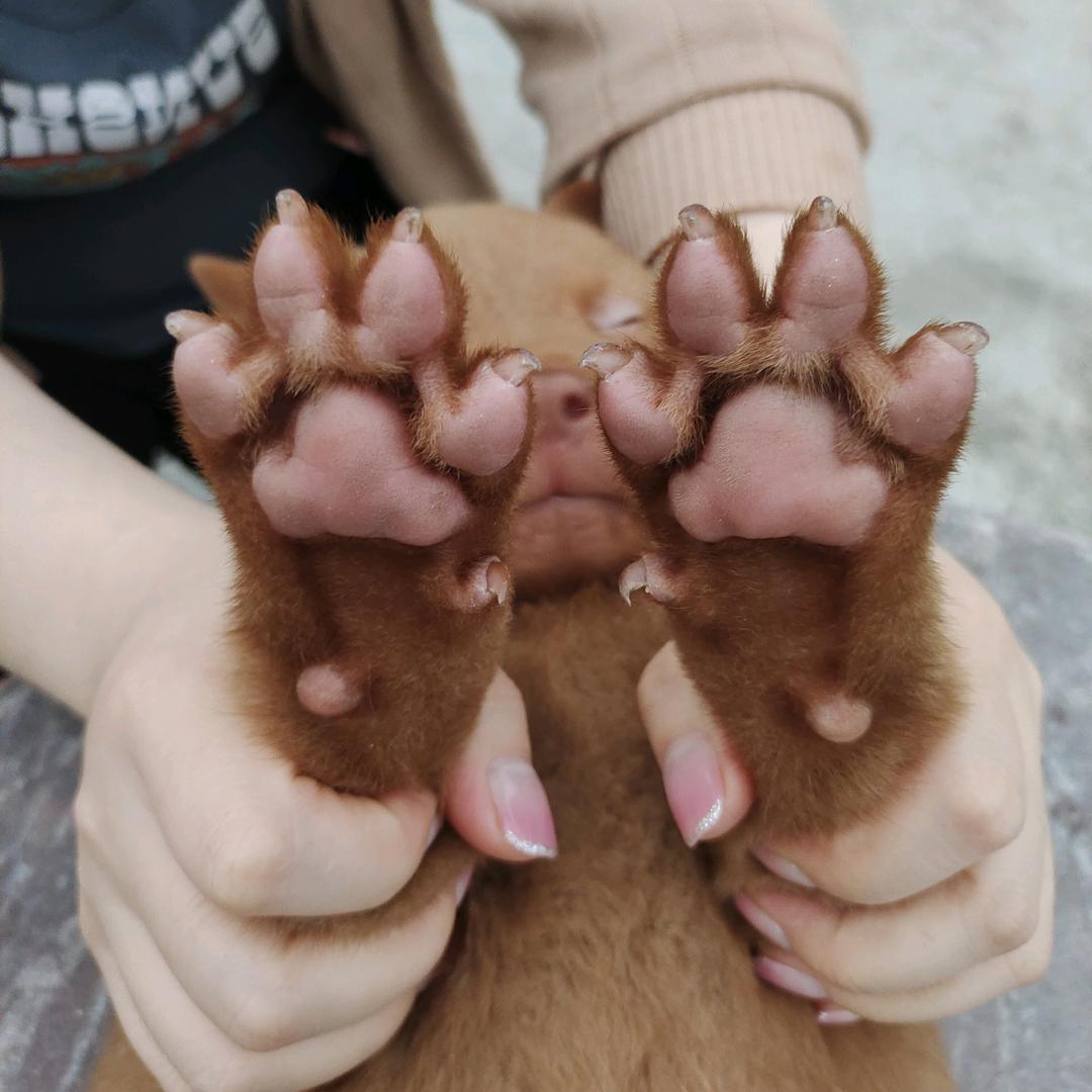糖醋排骨