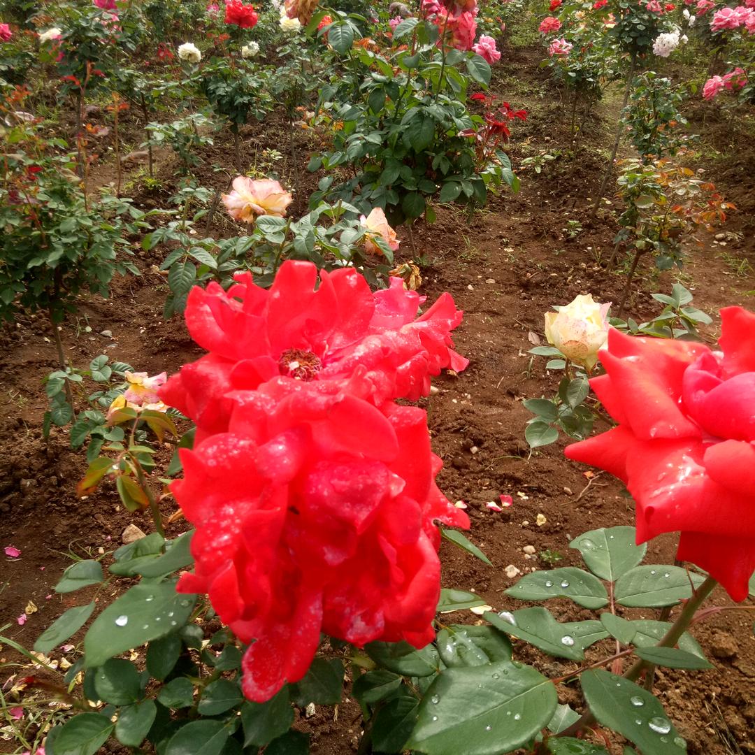 神兽门（青龙）