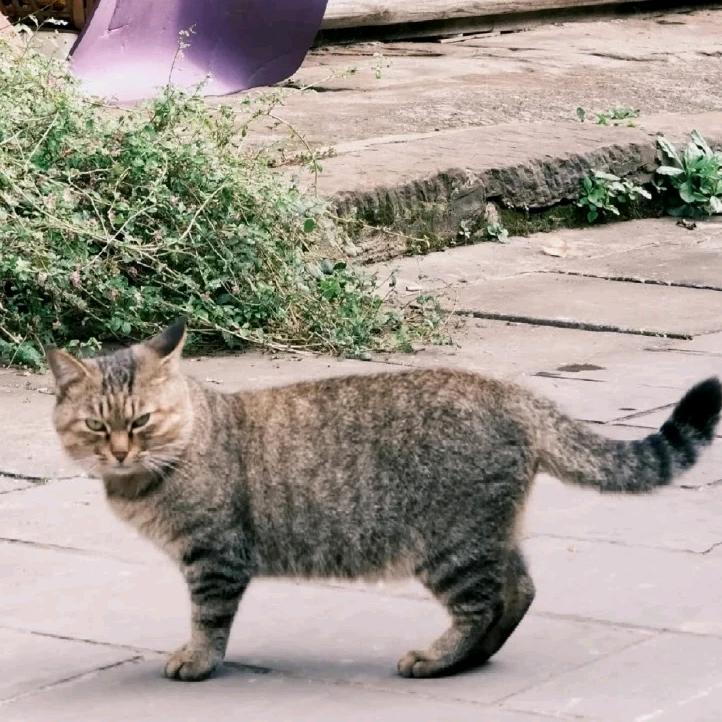 7775