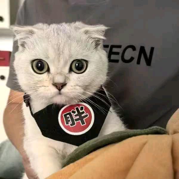 欢乐宝