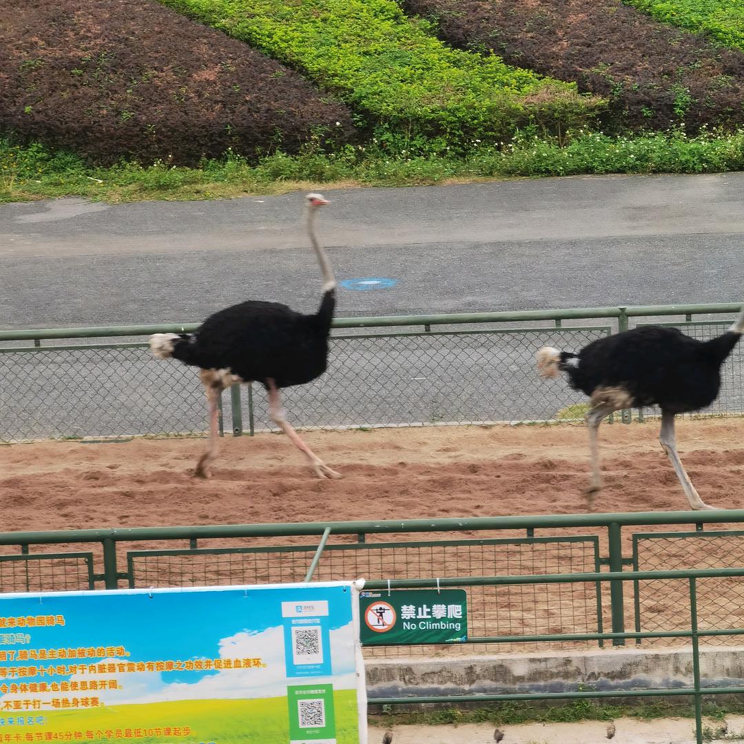 龙哥