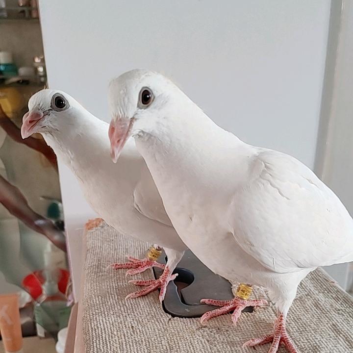 盘飞小飞机