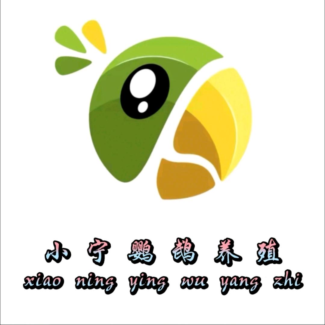 养鹦鹉的小宁