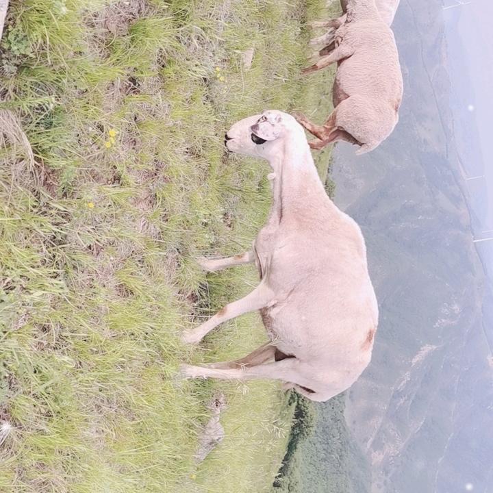 一花一草一群羊。
