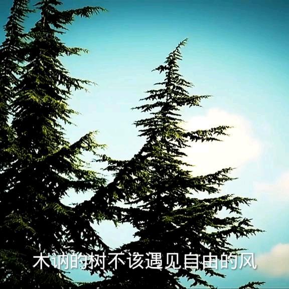 @鑫仔