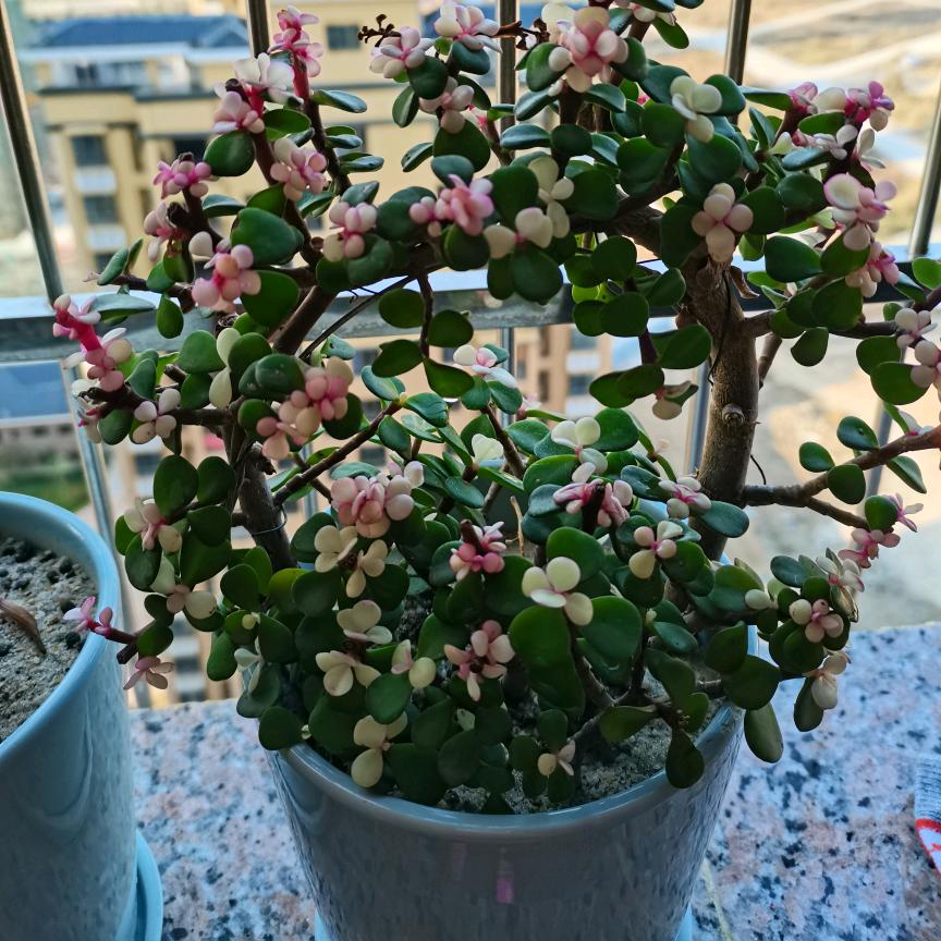 司徒芊雪